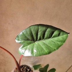 Алоказия Юкатан Принцесс - фото 6