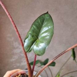 Алоказия Юкатан Принцесс - фото 8