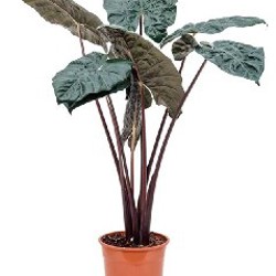 Алоказия Юкатан Принцесс - фото 9