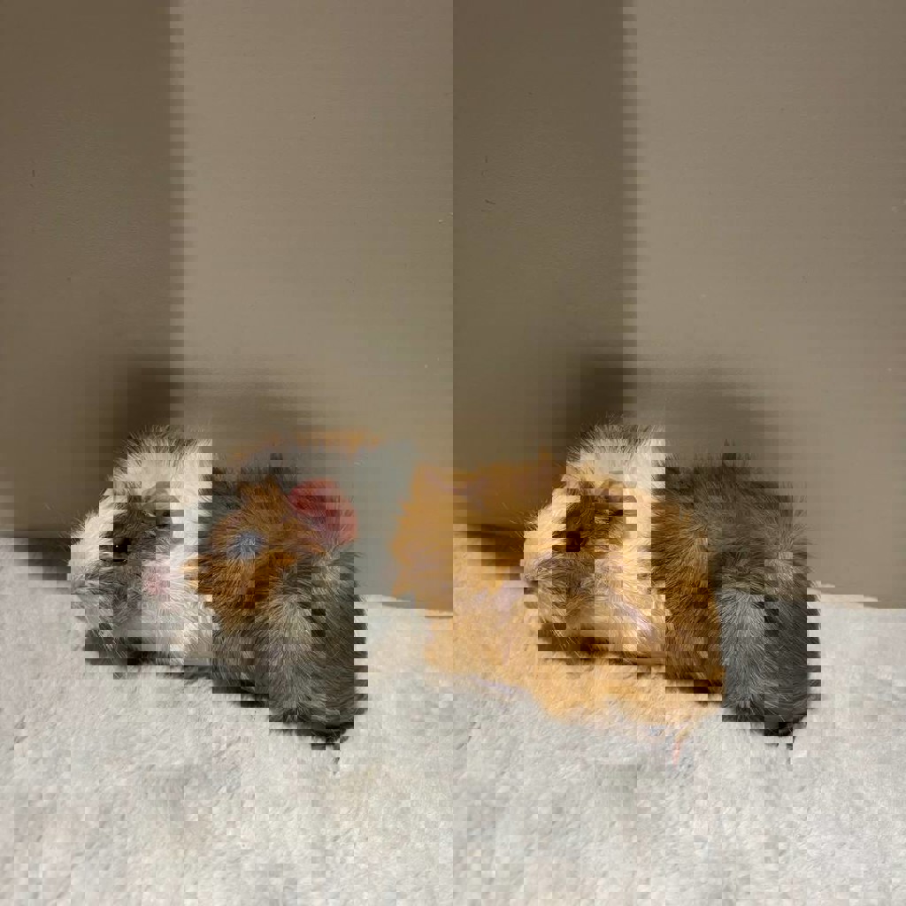 Морская свинка (рыжий)