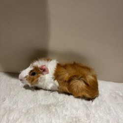 Морская свинка (рыжий) - фото 1