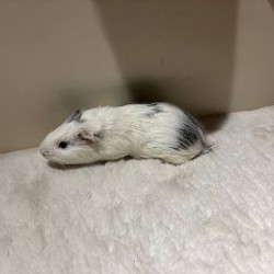 Морская свинка (рыжий) - фото 2