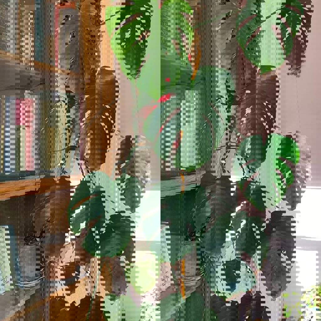 Монстера длинная