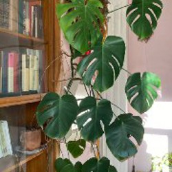 Монстера длинная - фото 1