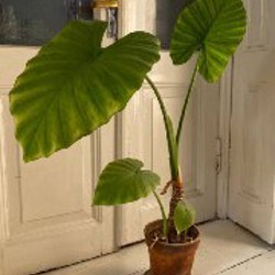 Монстера длинная - фото 4