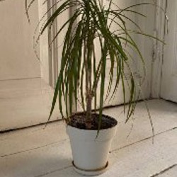 Монстера длинная - фото 5