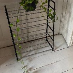 Монстера длинная - фото 9