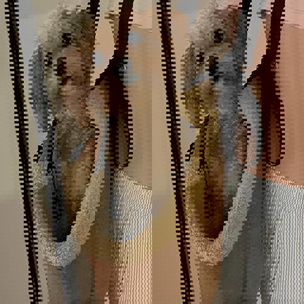 Сумка-переноска для собак