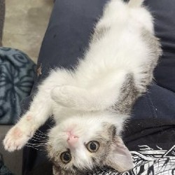 Муши-смешные уши - фото 2