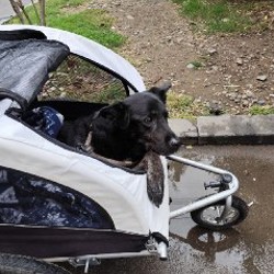 Коляска для собак PawHut - фото 5