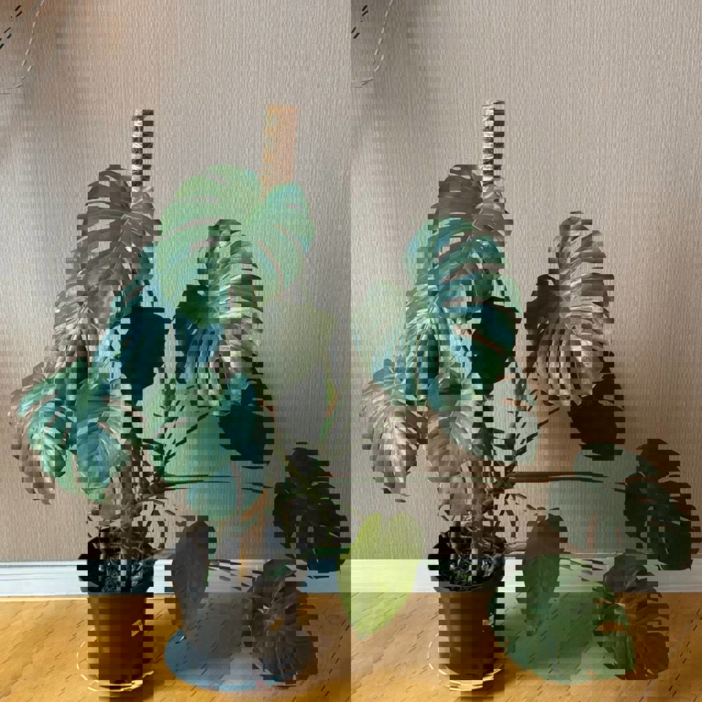 Алоказия в большом горшке