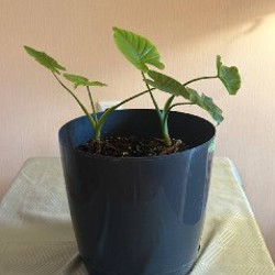 Алоказия в большом горшке - фото 4