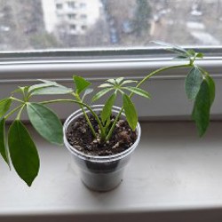 Суккулент - фото 4