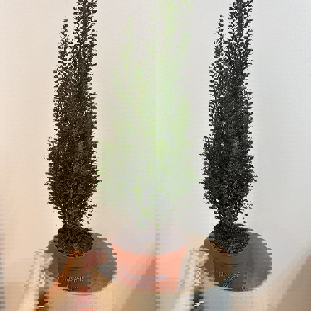 Ремешок для Apple Watch