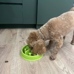 Интерактивная игрушка кормушка - фото 5