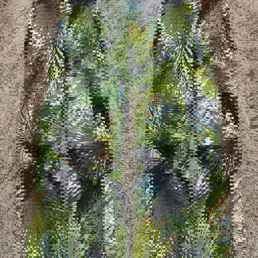 Горнолыжные Штаны O’NEILL