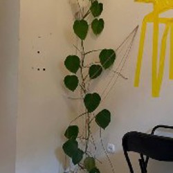 Горшки для растений - фото 1