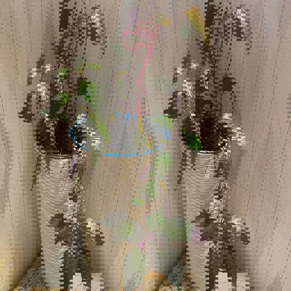 Драцена маргината