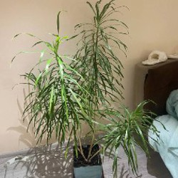 Драцена маргината - фото 2