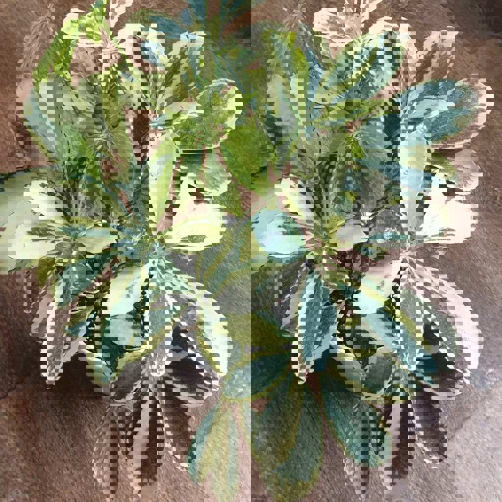 Сциндапсус пиктус