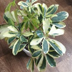 Сциндапсус пиктус - фото 1