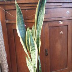 Сциндапсус пиктус - фото 2