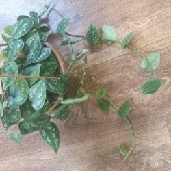 Сциндапсус пиктус - фото 3