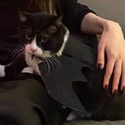 Крылышки летучей мыши - фото 2