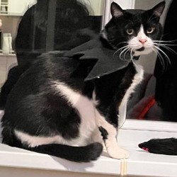 Крылышки летучей мыши - фото 3