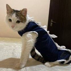 Кошечка - фото 2