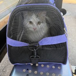 Кошечка - фото 3