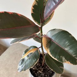 Фикус эластика - фото 3