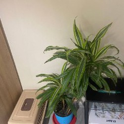 Комнатное растение - фото 2