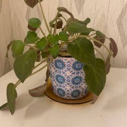 Комнатное растение - фото 3