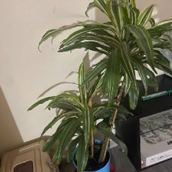 Комнатное растение - фото 4