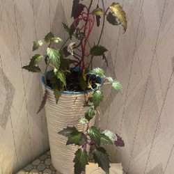 Комнатное растение - фото 5