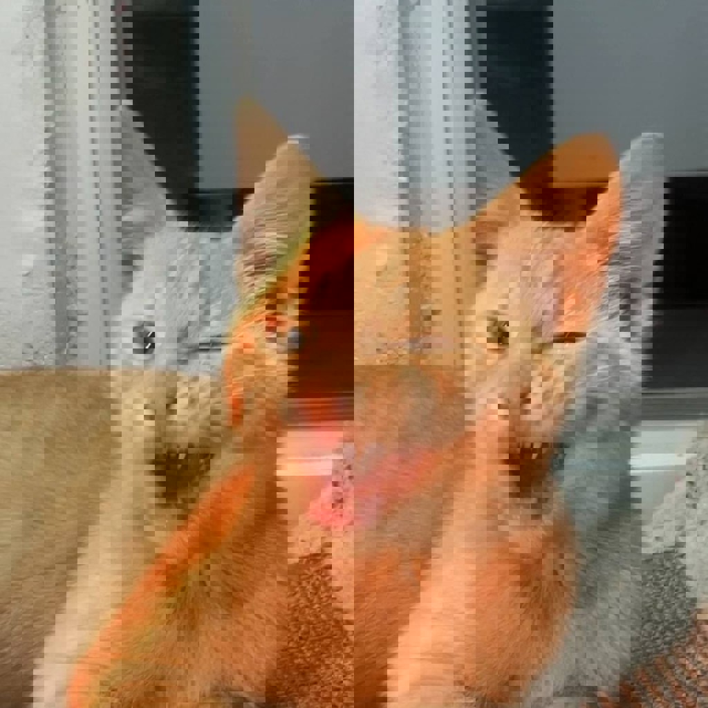 Котенок Рыжик