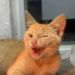 Котенок Рыжик - фото 1