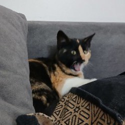 Котенок Рыжик - фото 2