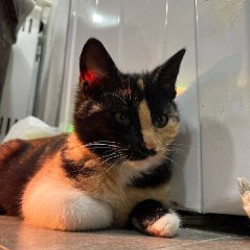 Котенок Рыжик - фото 4