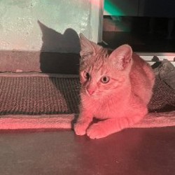 Котенок Рыжик - фото 5