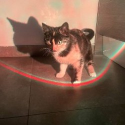 Котенок Рыжик - фото 6