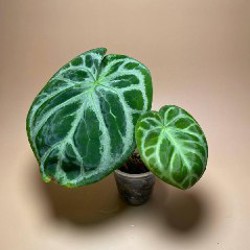 Антуриум crystallinum 'Silver Blush' - фото 2