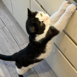 Деревянные пазлы «Кошатник» - фото 6