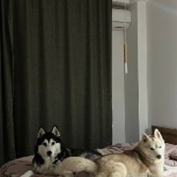 Хаски Лео - фото 2