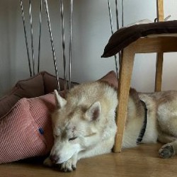 Хаски Лео - фото 4