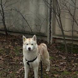 Хаски Лео - фото 5