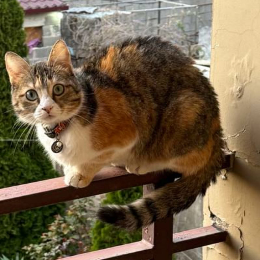 Пропавшая кошка