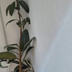 Фикус - фото 1