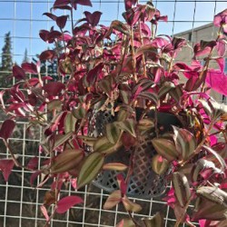 Фикус - фото 2